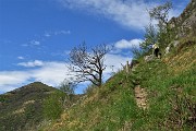 47 In ripida salita con vista sulla cima del Cornizzolo